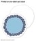 Carson Dellosa 36 Mini Flower Cutouts, Boho Flower Cutouts for Bulletin Board, Cork Board, White Board, Colorful Flowers Cutouts for Classroom, Arts & Crafts, Party, and Boho Classroom Décor